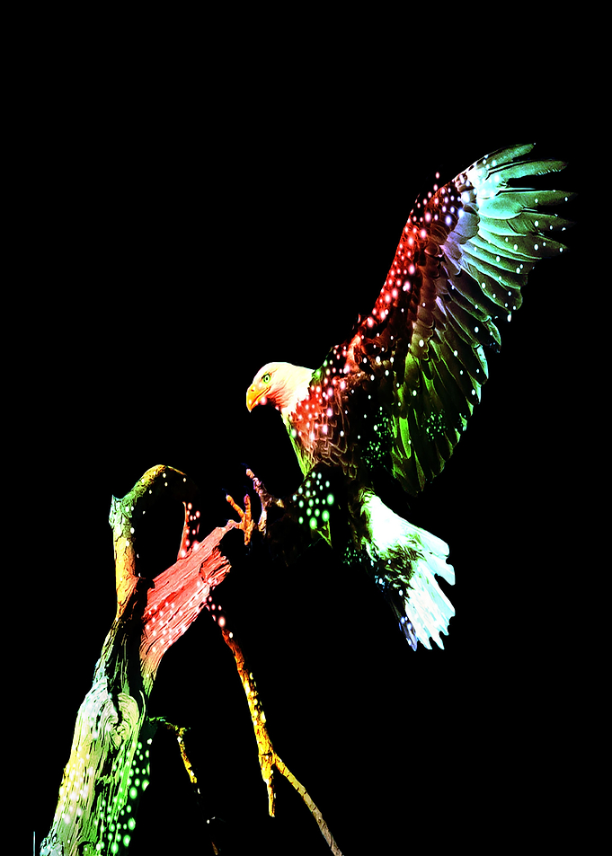 Eagle Hunter in the Dark