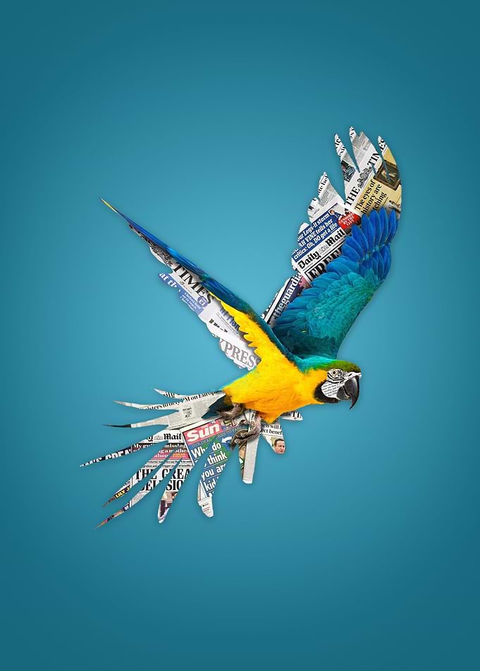 Parrot