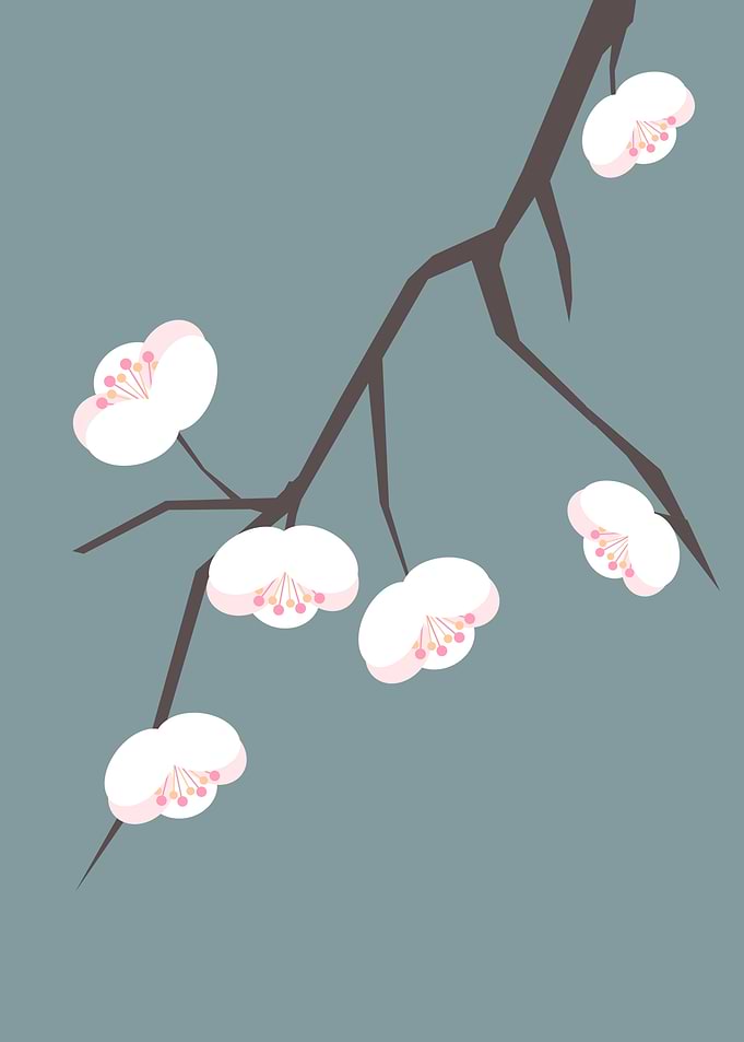 Cherry blossom in bloom 02