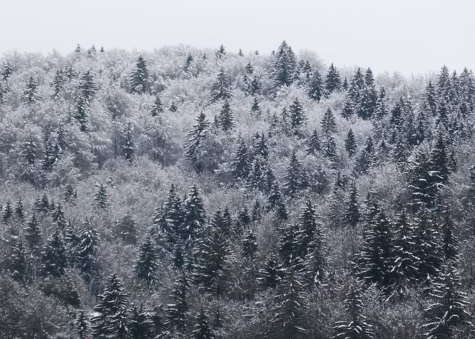 Snowy Forest
