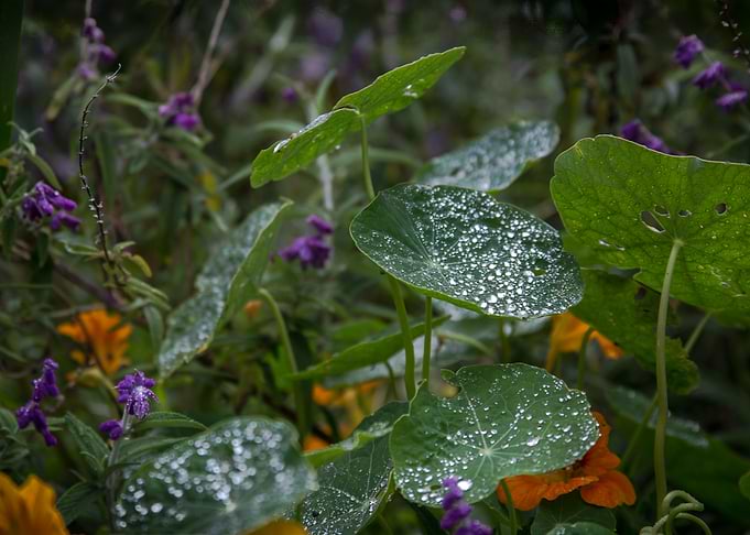 Magical secret garden