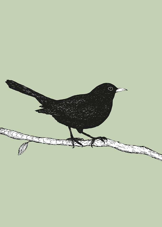 Blackbird pen drawing