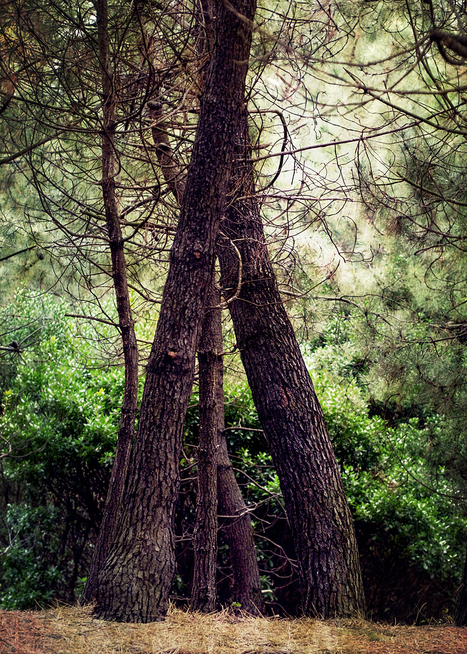 Trees in love
