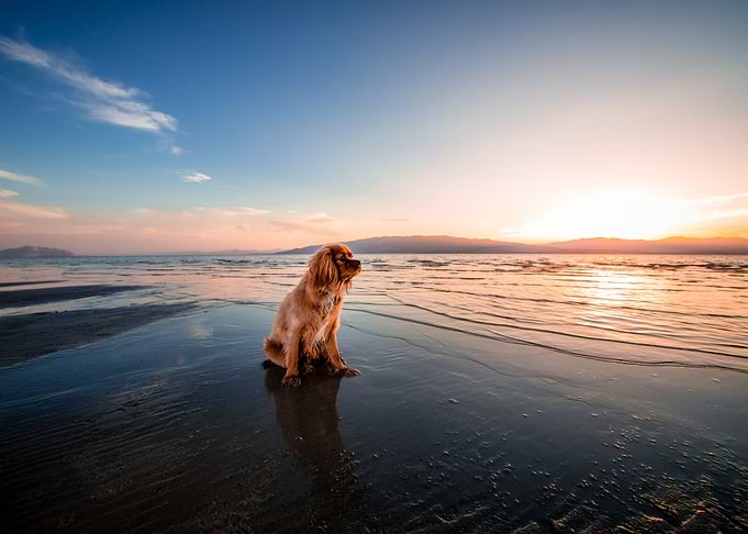 Perro en la Playa