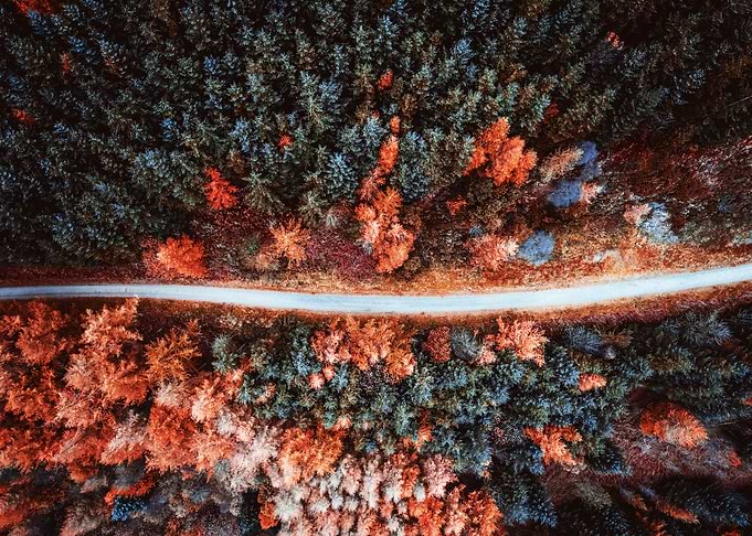 Red forest from above