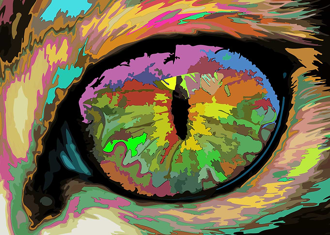 Feline eye