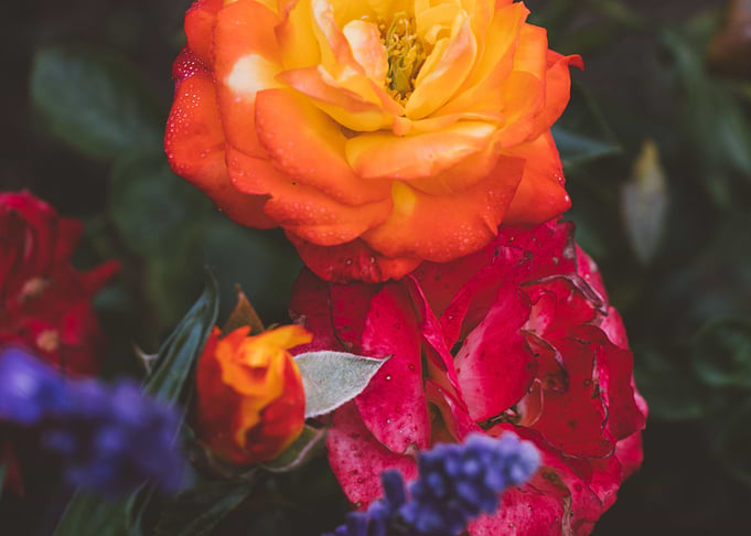 My sweet colors