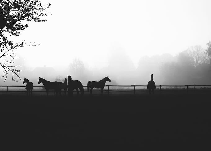 Black about horses