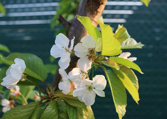 Sweet Flowers