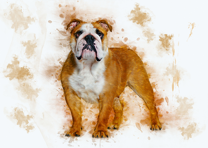 Bulldog