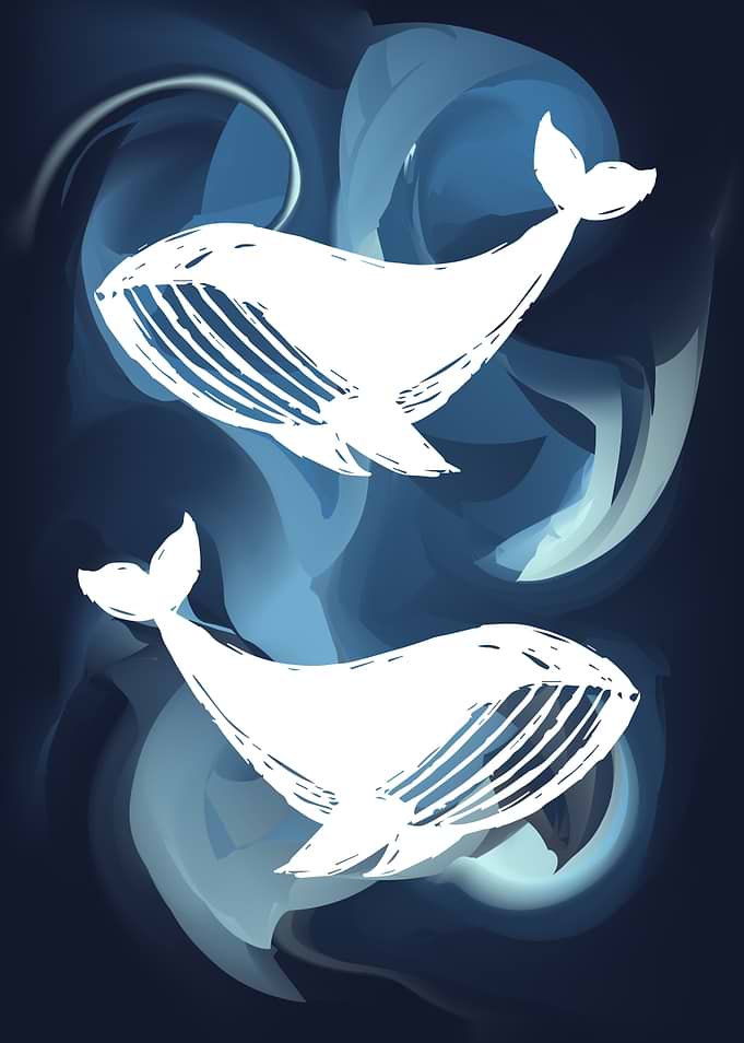 Whale Animal 25