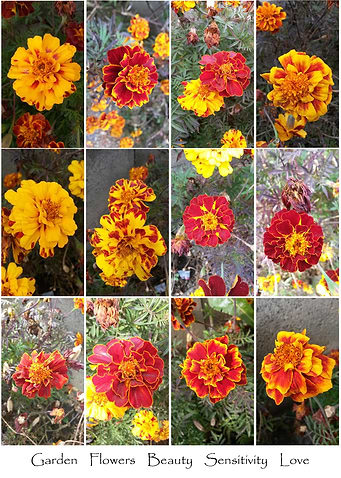 Garden Flowers Collage