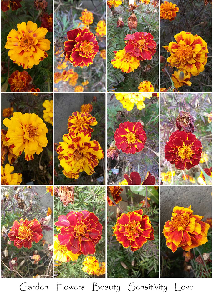 Garden Flowers Collage