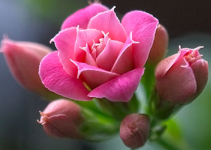 Cactus flower