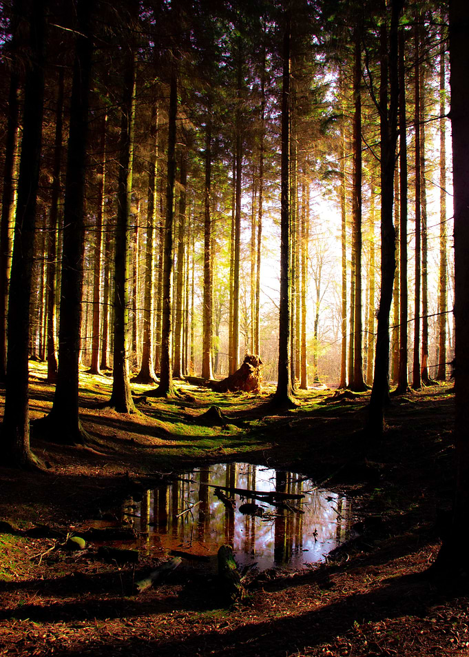 The Magical Pond