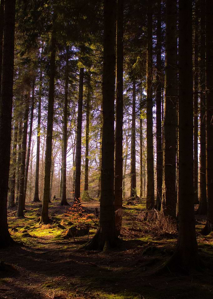 The Tranquil Forest