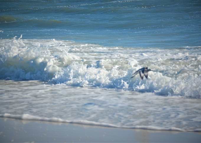 Ocean Waves