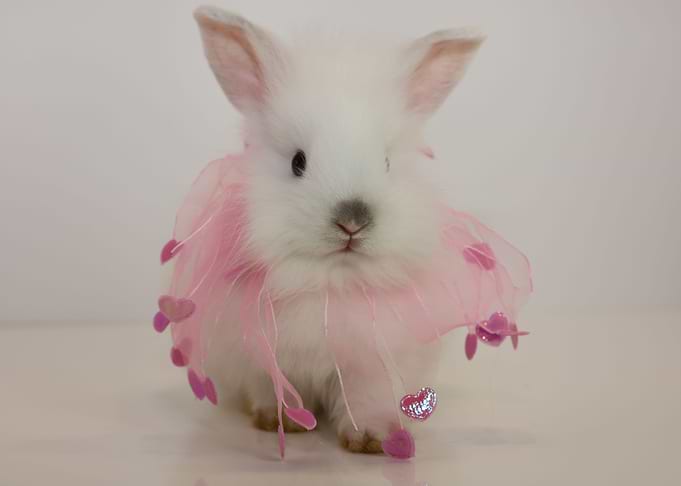 Baby Bunny