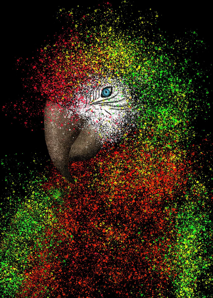 Colourful Macaw