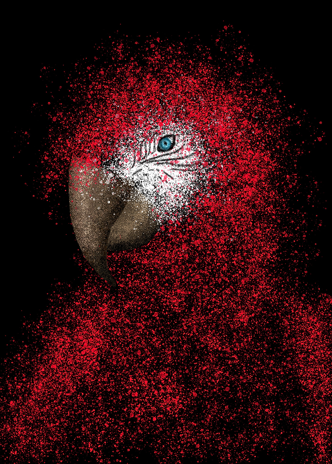 Red Macaw