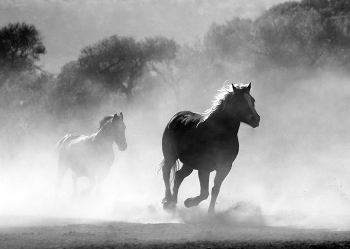 horses
