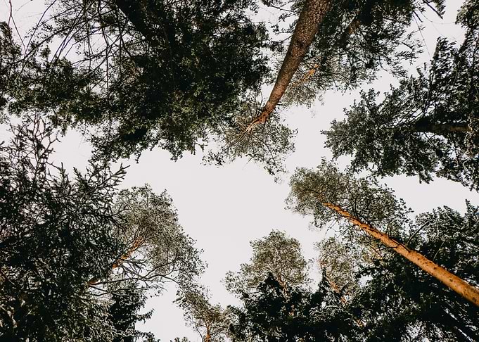 Lost in woods