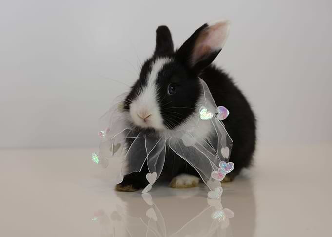 Baby Bunny