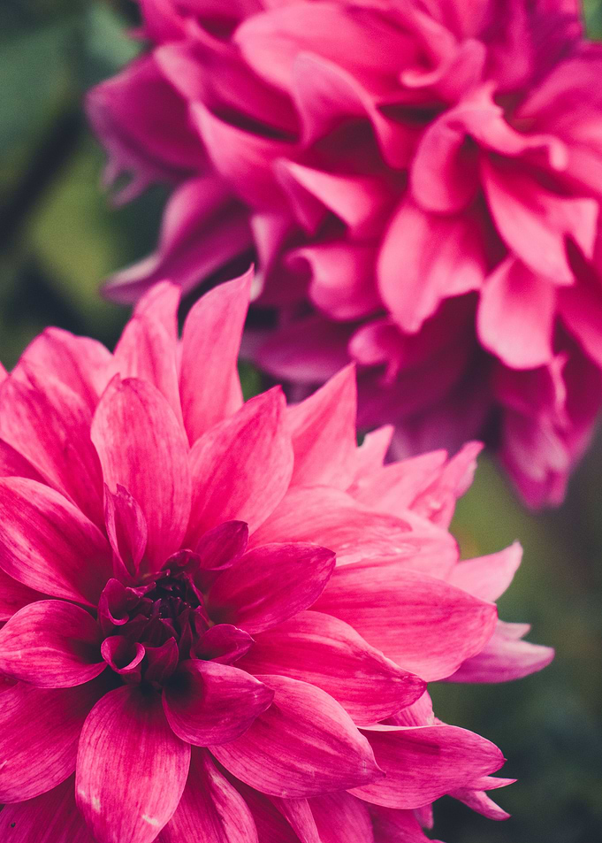 Bloom me