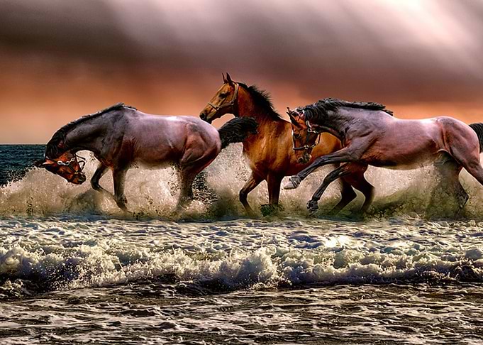 horses