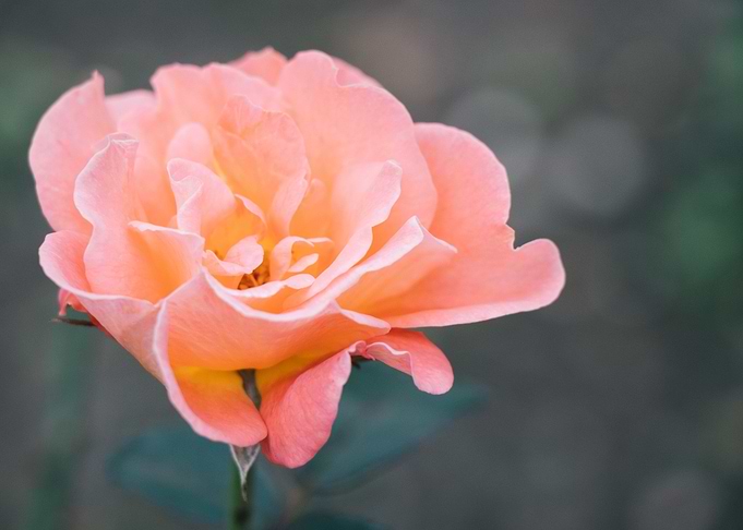 Sweet pink