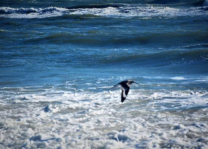 Sea bird