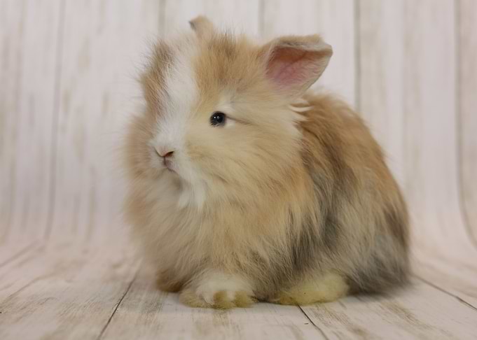 Baby Bunny