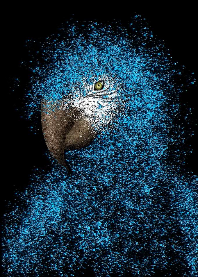 Blue Macaw