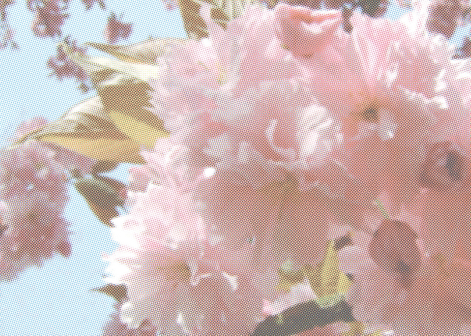 Blousy Blossom