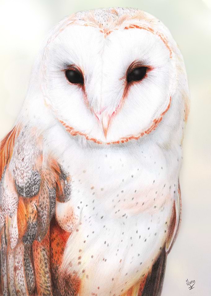 Barn Owl