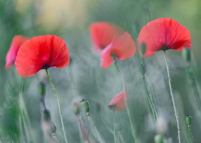 Red poppies field