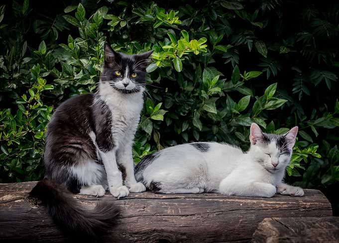 Copito y Bene