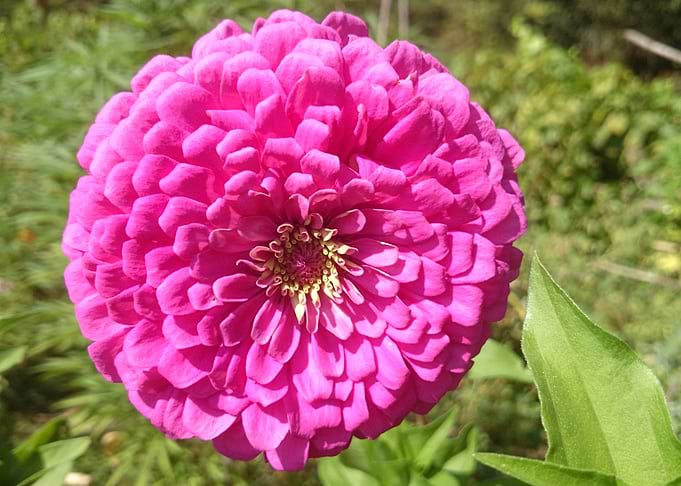 Flower 1