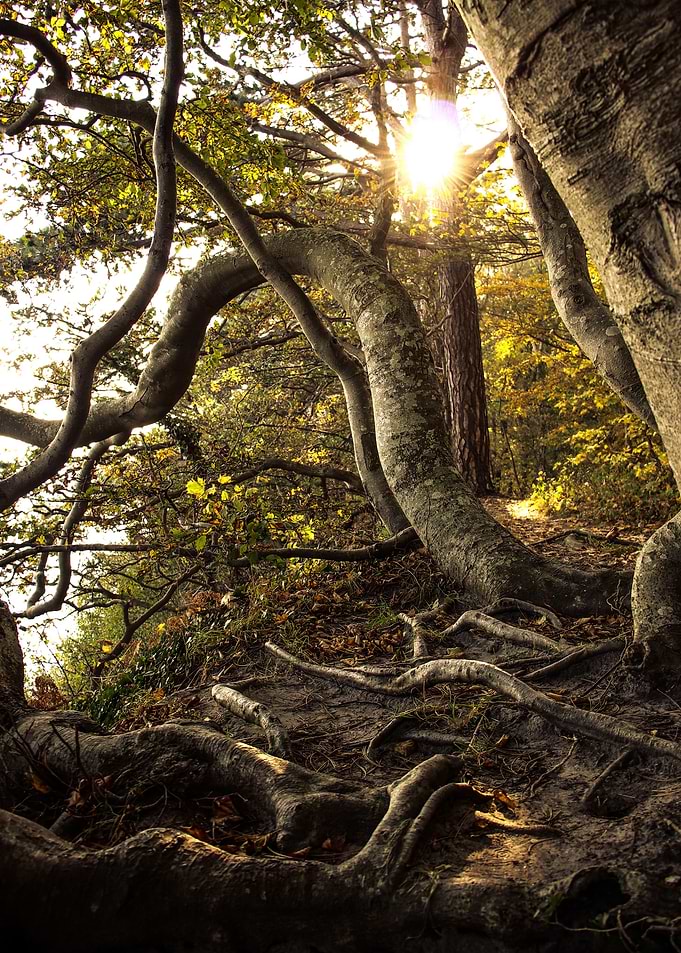 The Playful Trees