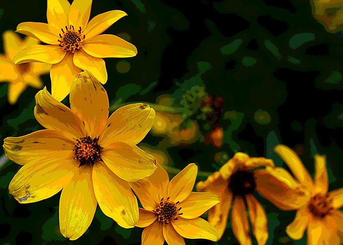 Line of flowers