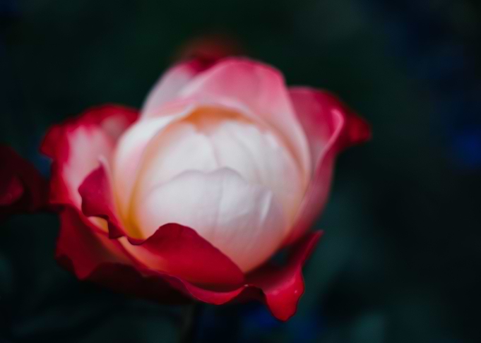Sensitive about roses