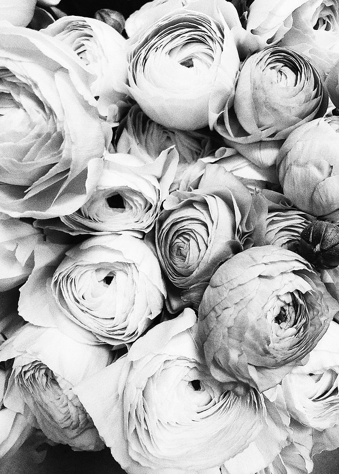 Blooming peonies