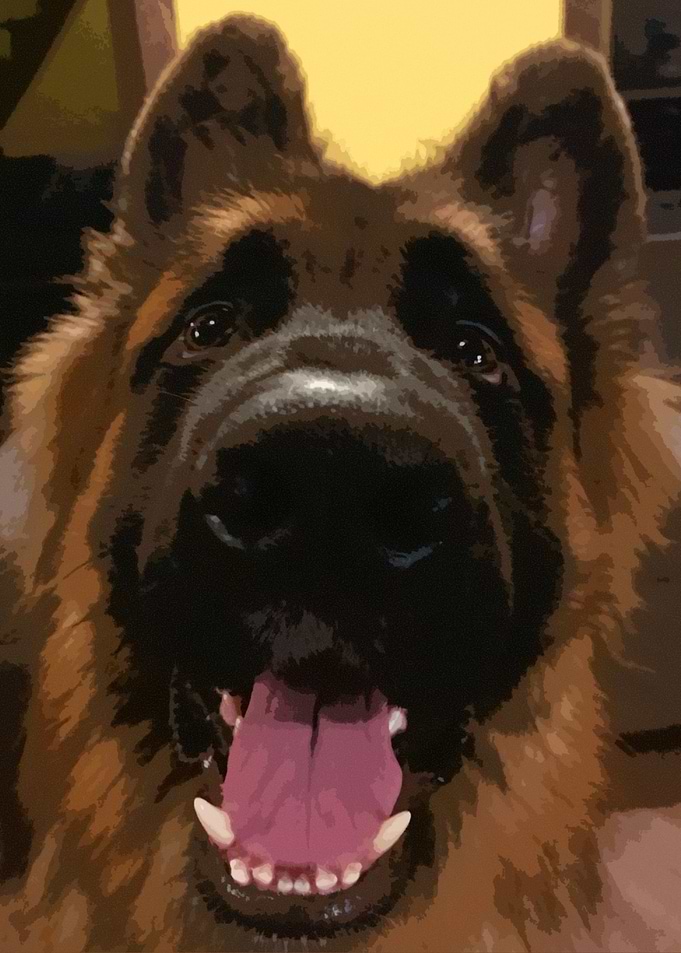 Kripp German Shepherd Dex