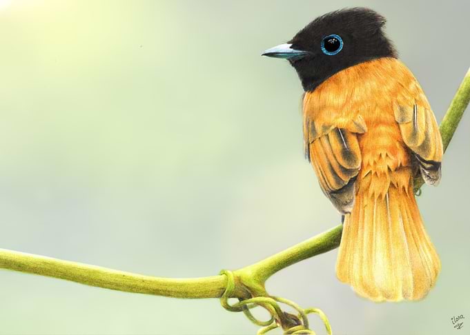 Tropical Bird