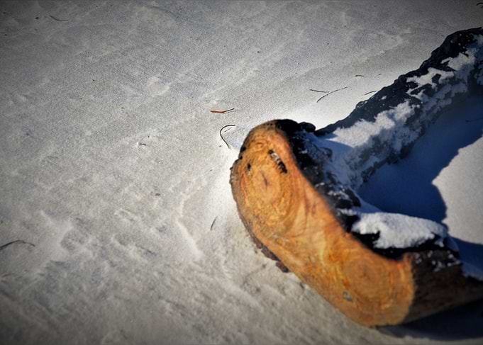 Ocean Fossilwood