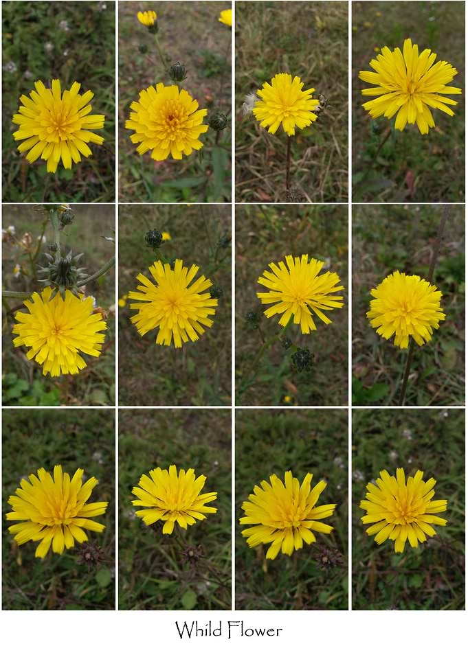Whild Flower