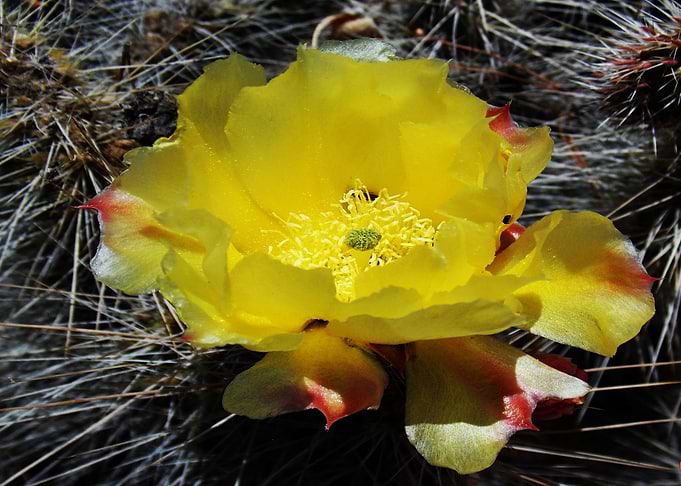 Desert Bloom