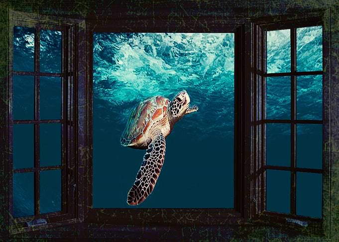 Sea Freedom
