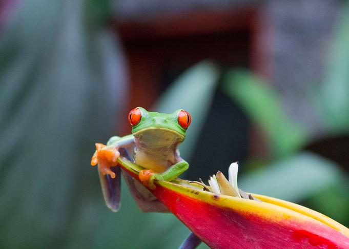 Frog