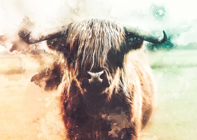 Bison Watercolor
